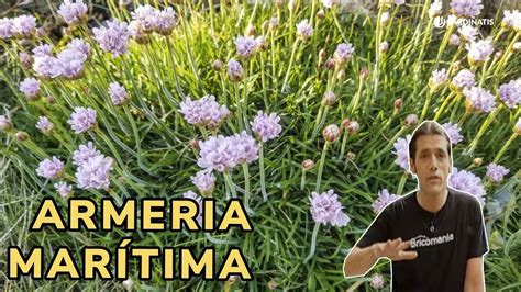 Armería marítima Una planta cubresuelos excelente para el jardín