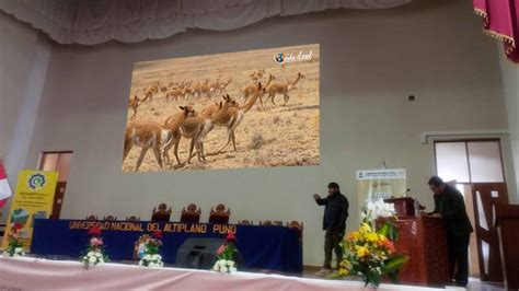 Chacco de vicuñas se presenta en la V Feria Nacional de la Vicuña