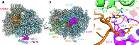 Hibernating Human Ribosomes Are Bound To Ebp On The Peptide Exit Site