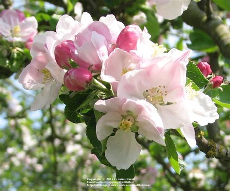 Apple Malus Pumila Bramleys Seedling In The Apples Database