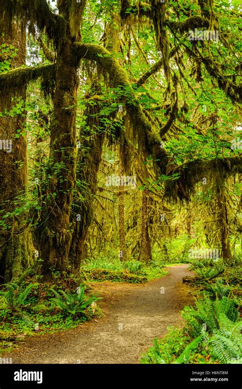 Hiking Trail With Trees Covered With Moss In The Temperate Hoh Rain