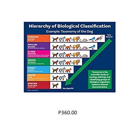 Biology Taxonomy Classification Poster