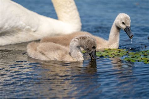 Primer De Los Pollos Del Cisne Del Cisne Mudo En El Delta De Danubio