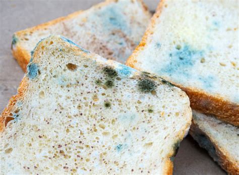 irisan roti  jamur jamur makanan manja  berjamur  tidak