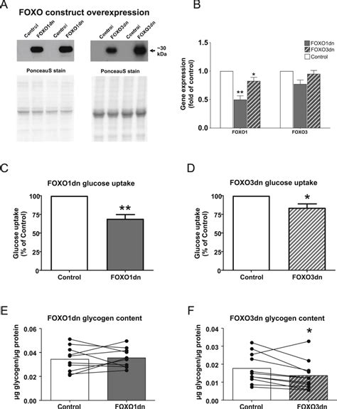 Regulation Of Glucose Uptake And Inflammation Markers By Foxo And