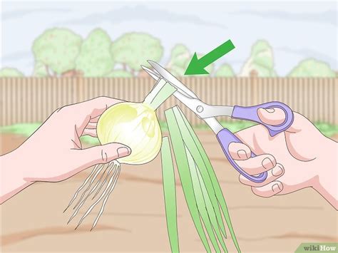 C Mo Cosechar Cebollas Pasos Con Im Genes Wikihow