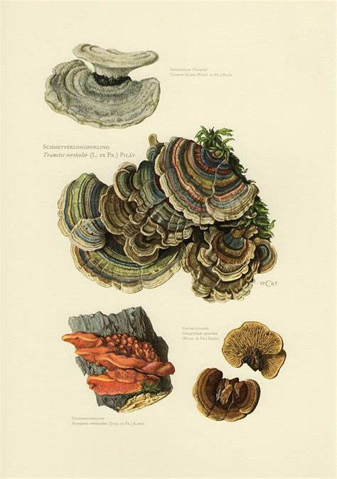 Vintage Lithograph Of Plant Pathogens Hairy Bracket Turkey Tail