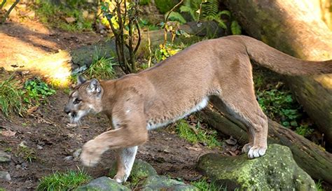 Where Can I See Wild Animals In Colorados National Parks