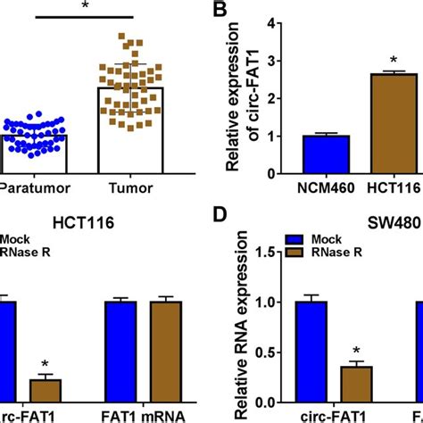 Circ FAT1 Is Highly Expressed In CRC Tissues And Cells A And B