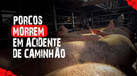 Acidente caminhão que transportava 96 porcos no interior de SC