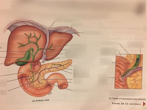 Pancreatic Ducts And Functions Diagram Quizlet