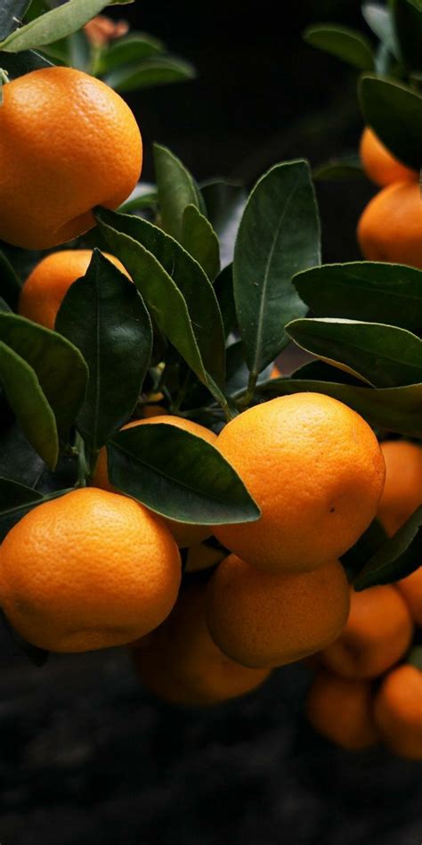 How to care for an indoor orange tree – Artofit