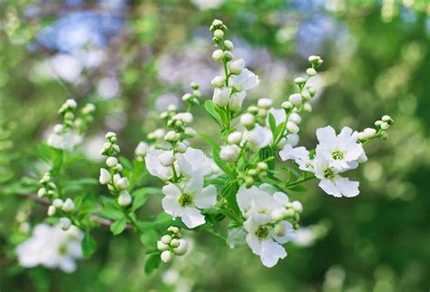 束exochorda花tianshanica白色 库存照片 图片 包括有 一堆 庭院 特写镜头 本质 19646084