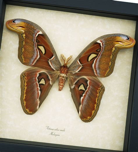 Attacus Atlas Male Moth 6 Wingspan Snake Head Real Framed