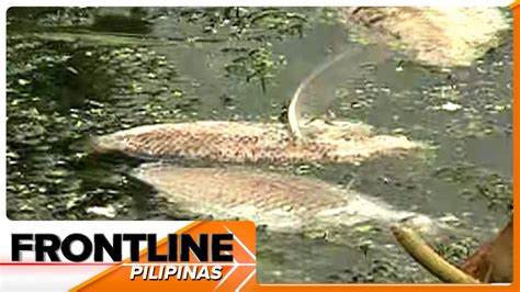 Tone Toneledang Tilapia Namatay Sa Taal Lake Frontline Pilipinas