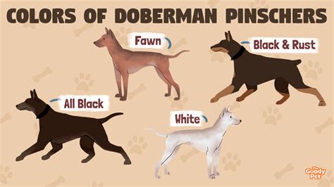 Colors And Patterns Of A Doberman Pinscher The Goody Pet