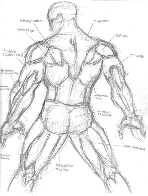 Muscle Drawing Reference