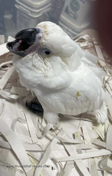 Baby Umbrella Cockatoo for Sale