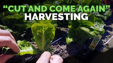 Tips For Harvesting Butter Lettuce Head