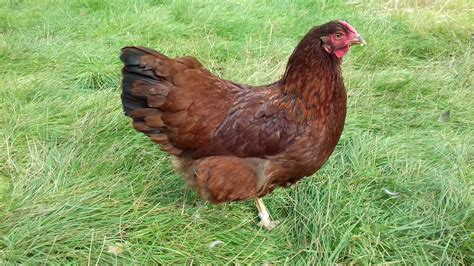 Hybrid For Sale Chickens Breed Information Omlet