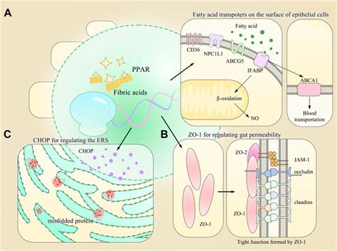 Frontiers Peroxisome Proliferatoractivated Receptor α A Pivotal