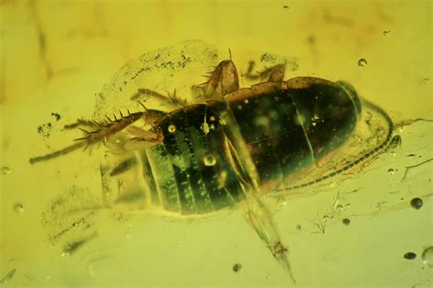 Fossil Fly (Diptera) & Blattoidea (Blattodea) In Baltic Amber (#69317 ...