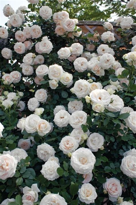 White Eden Climbing Rose White Climbing Roses Climbing Roses