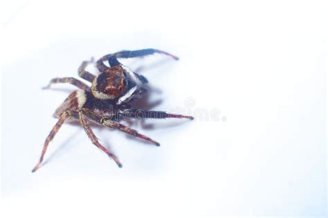 Jumping Spider Macro Photography Stock Photo - Image of legs, green ...