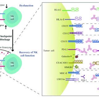 Blockade Of Checkpoint Inhibitors Or Molecules Promotes NK Cell