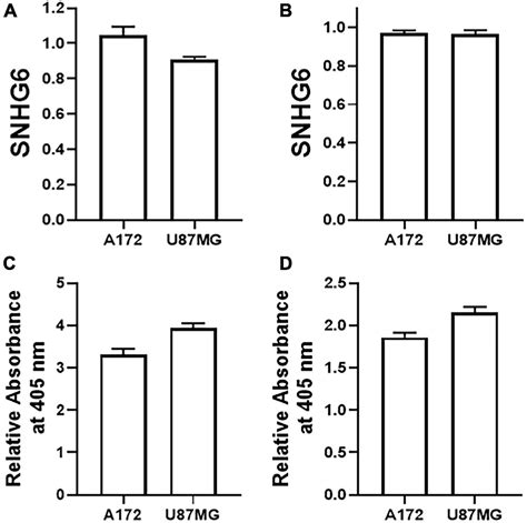 Frontiers Long Non Coding RNA SNHG6 Supports Glioma Progression