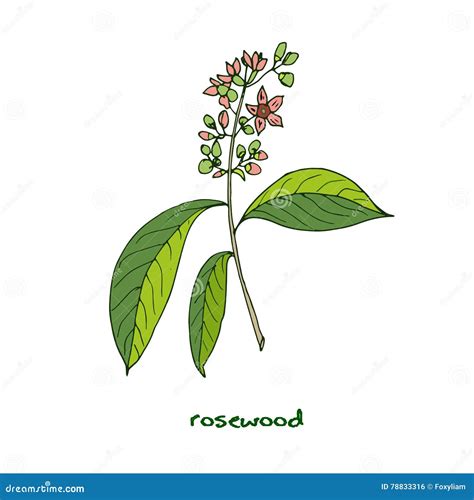 Brazilian Rosewood Stock Vector Illustration Of Plant 78833316