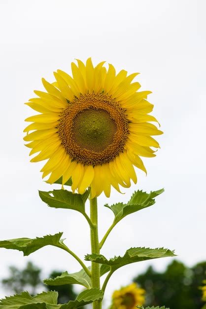 Premium Photo | Sunflower in garden