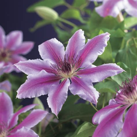 Clematis Nelly Moser Erica Garden