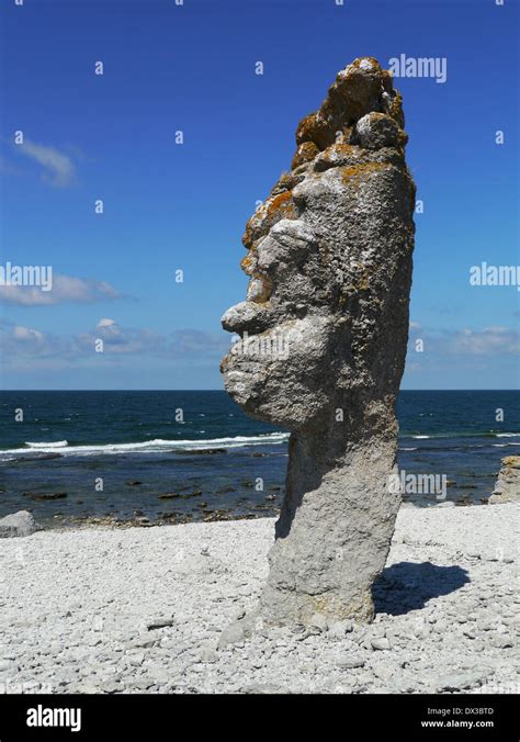 Raukar At Langhammar On F R Gotlands L N Sweden Stock Photo Alamy