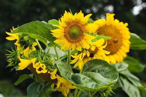 Beautiful Sunflowers | Copyright-free photo (by M. Vorel) | LibreShot