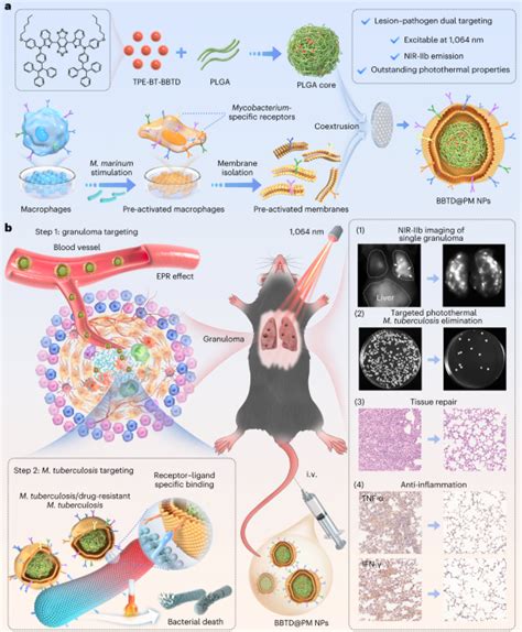 Photothermal Therapy Of Tuberculosis Using Targeting Pre Activated