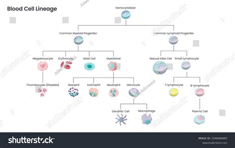 Blood Cell Lineage Educational Science Vector: เวกเตอร์สต็อก (ปลอดค่า ...