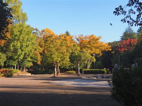 熊谷中央公園の紅葉と写真展 Yamasa空夢日記