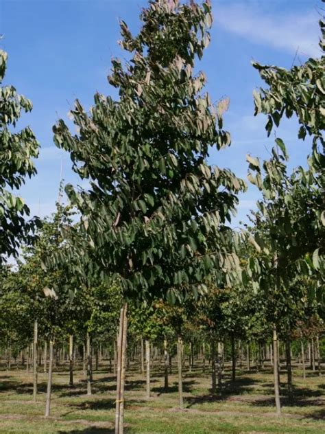 Diospyros Lotus Lotusboom Van Den Berk Boomkwekerijen