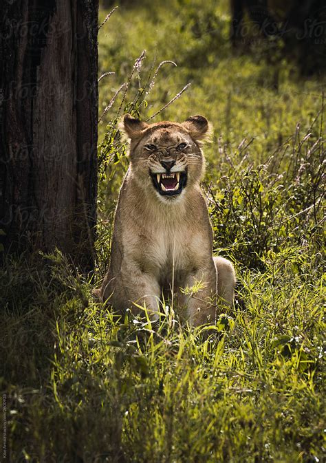 Lioness In A Long Yawn By Stocksy Contributor Kike Arnaiz Stocksy