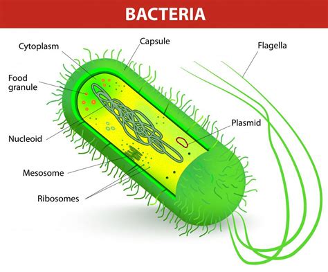 bacterial cell diagram and functions