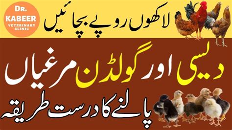 Golden Misri Farming In Pakistan 2020 Desi Hen Farming Hen Farming