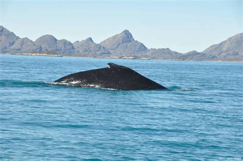 Whale Safari Maniitsoq West Greenland Guide To Greenland