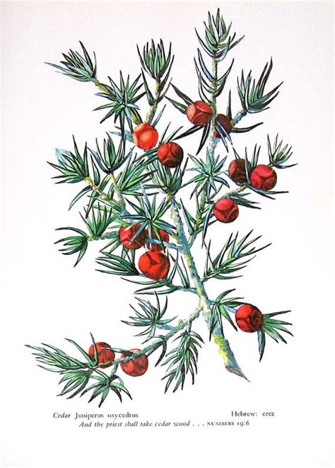 Cedar Juniperus Oxycedrus Vintage Botanical Print