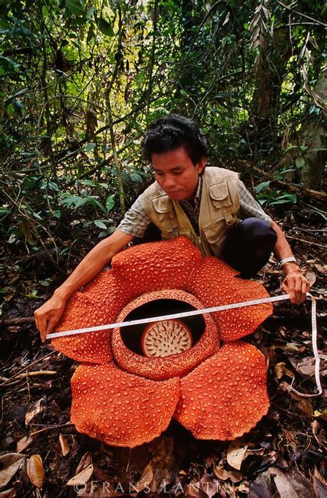 Biggest Flower In The World Size Shemika Wheatley