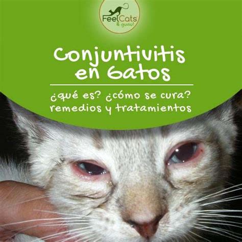 Conjuntivitis en gatos Cómo curar síntomas y tratamiento