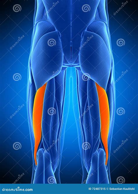 The biceps femoris longus stock illustration. Illustration of human