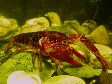 Red Louisiana crayfish by Preradkor on DeviantArt