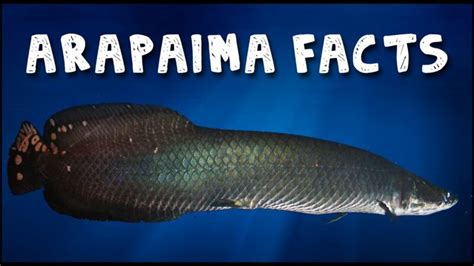 5 Facts About The Arapaima Untamed Science