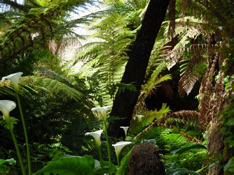 golden gate park jungle  stock photo public domain pictures